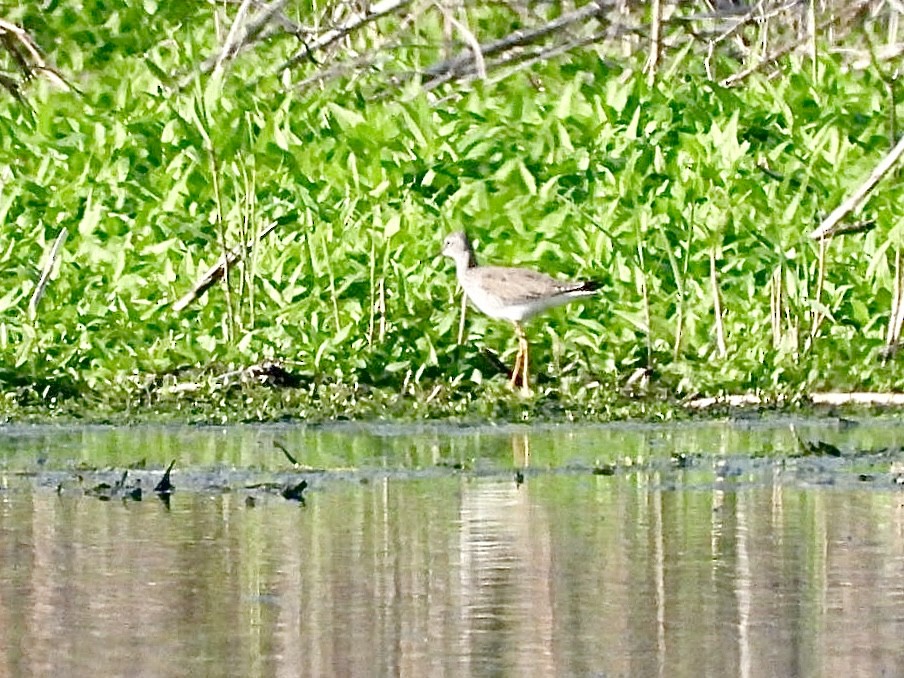 Lesser Yellowlegs - Rosanne Petrich