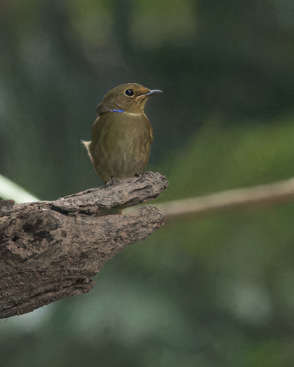 Rufous-bellied Niltava - Ma Yan Bryant