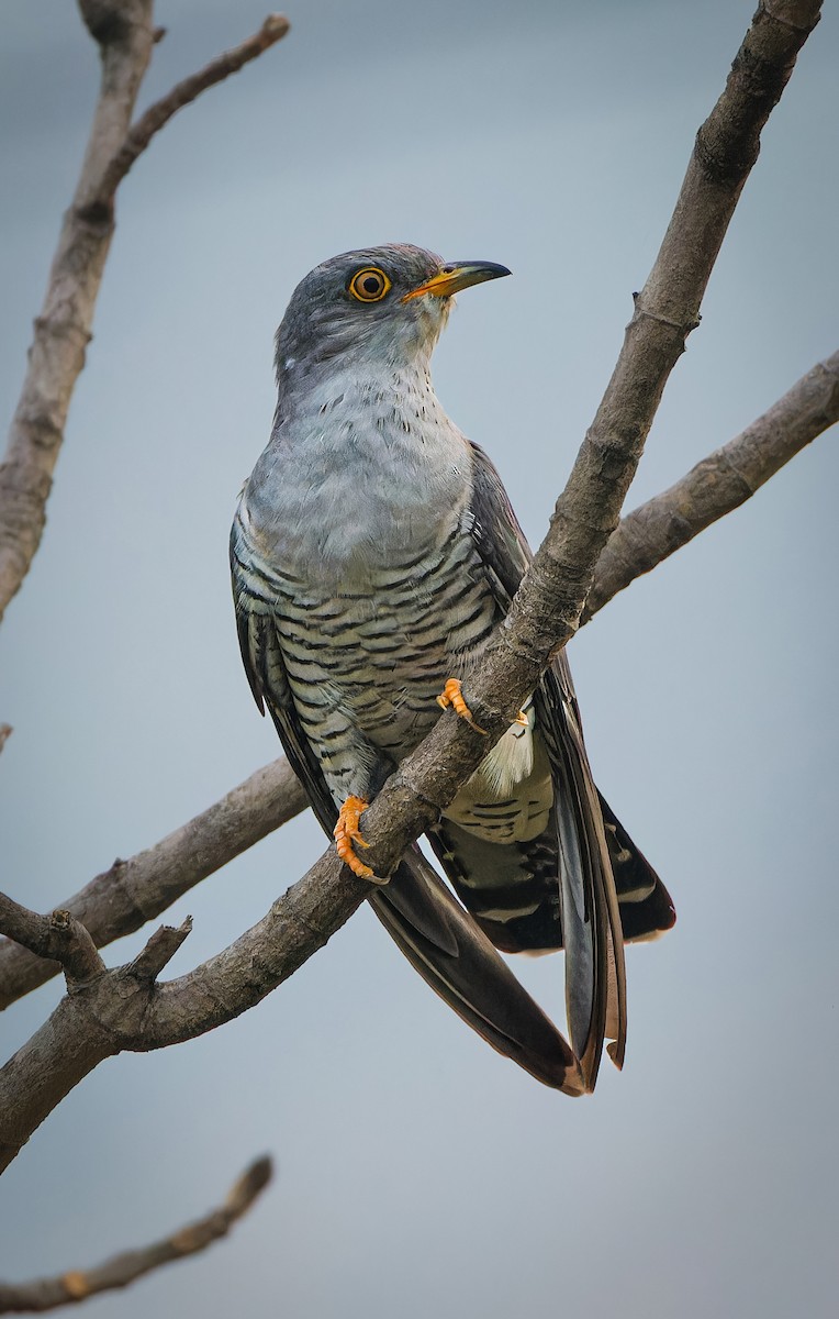 Common Cuckoo - ML619220013