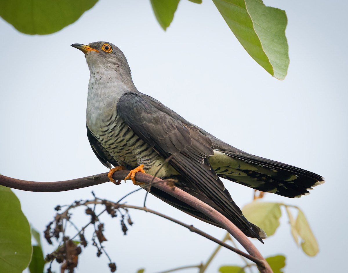 Common Cuckoo - ML619220014