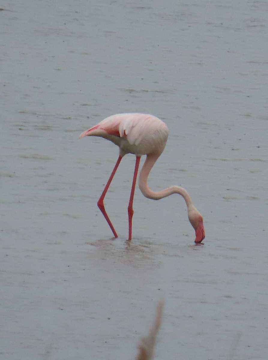 Розовый фламинго - ML619220018