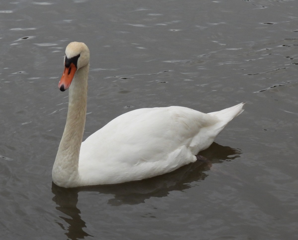 Mute Swan - ML619220047