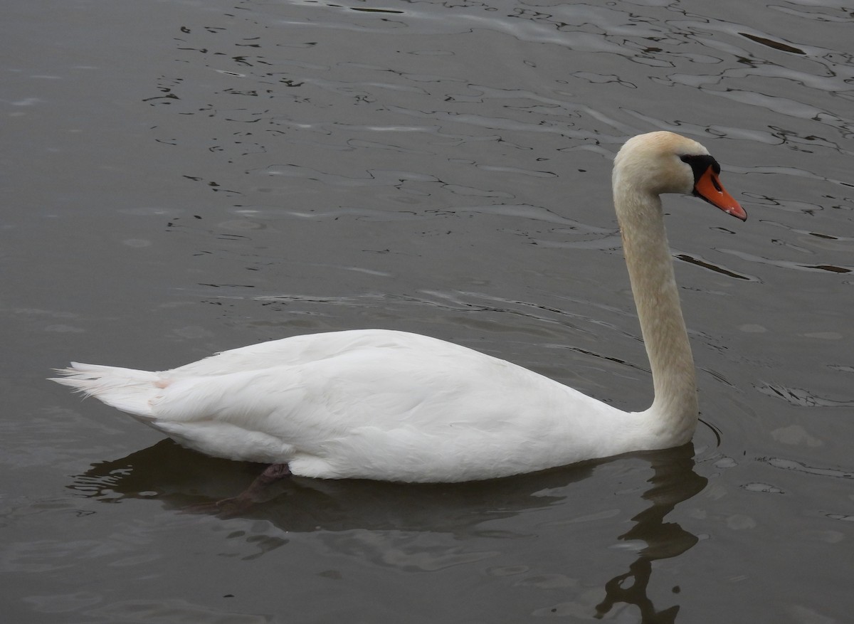 Mute Swan - ML619220048