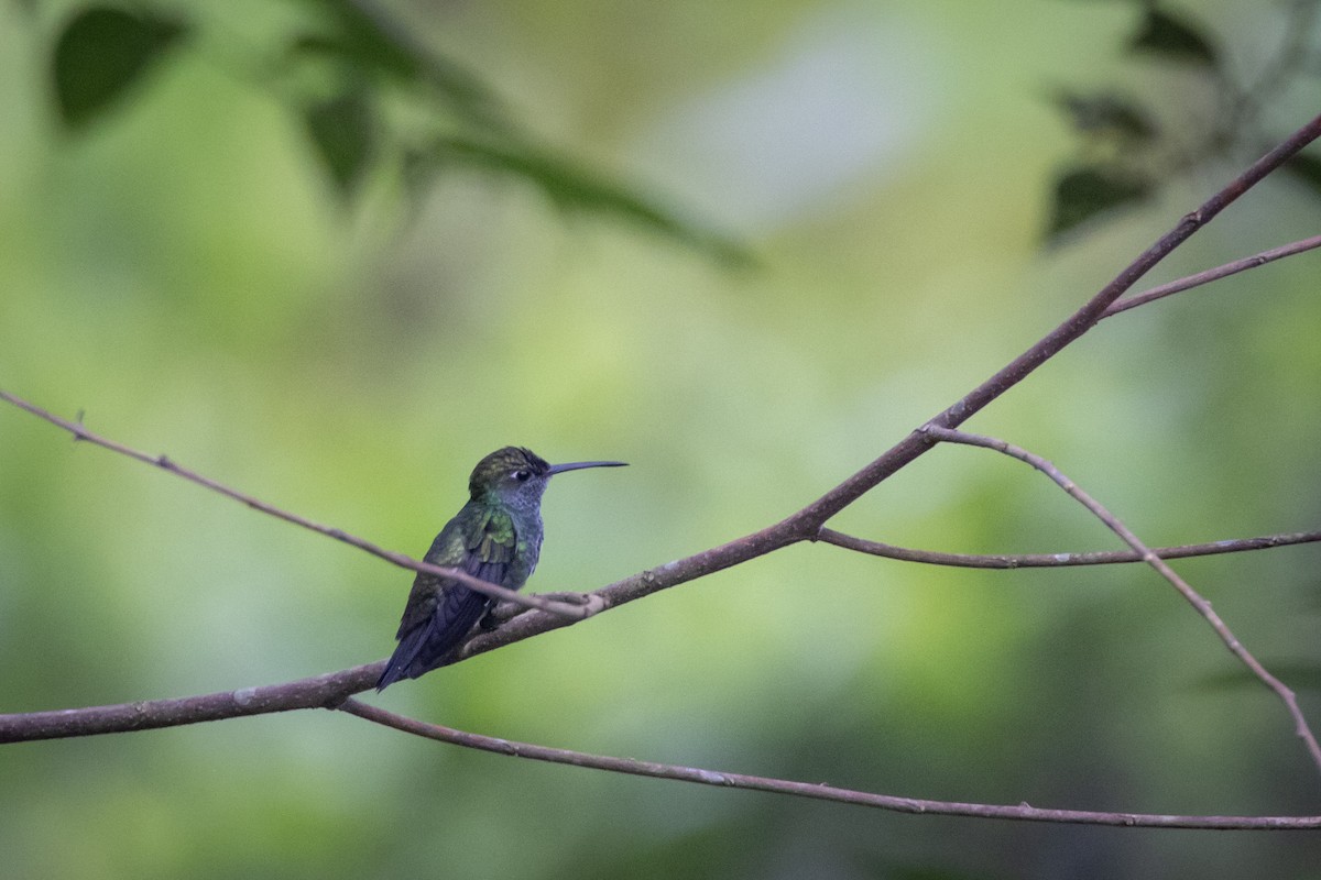 Glittering-throated Emerald - Susan Brickner-Wren