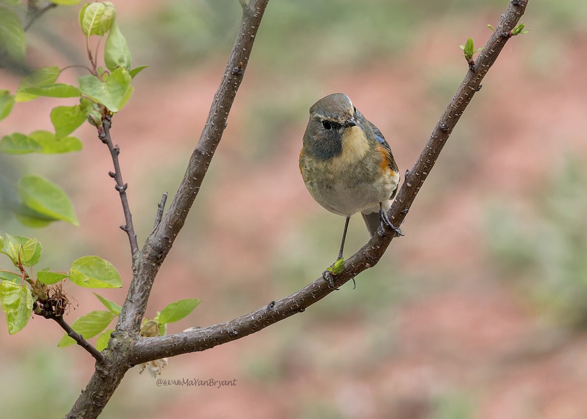 Red-flanked Bluetail - Ma Yan Bryant