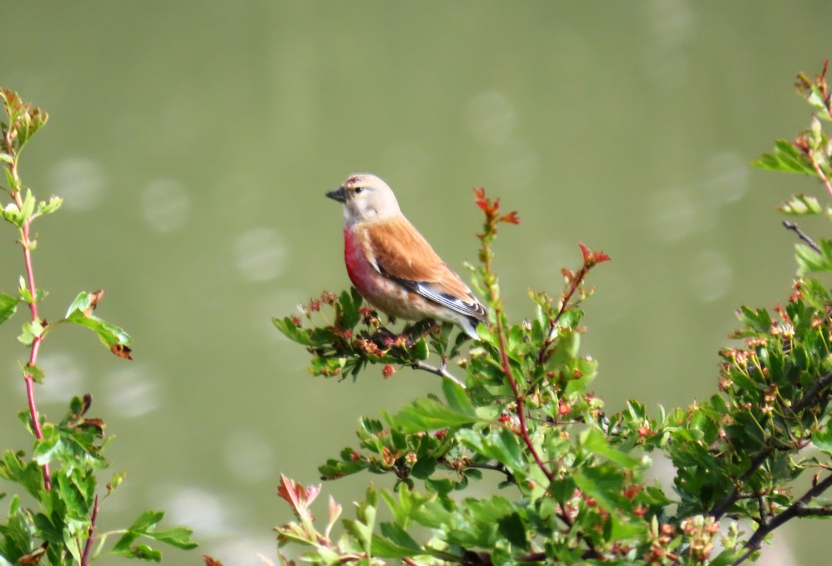 Eurasian Linnet - ML619220081