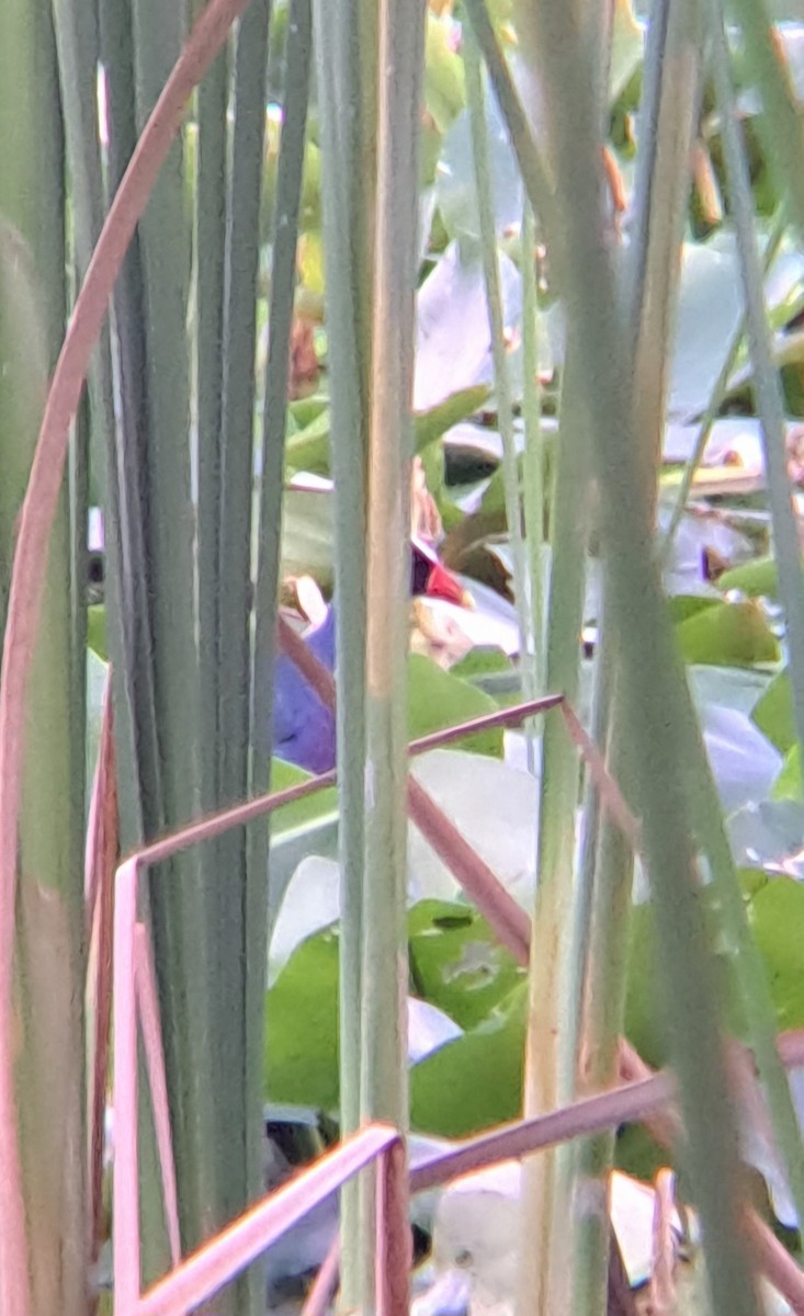 Purple Gallinule - Tom Fraleigh