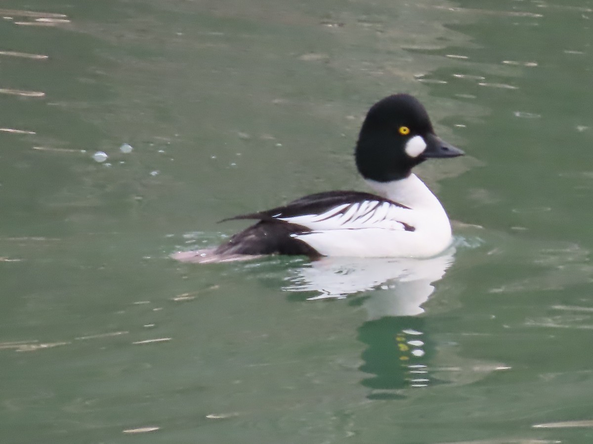 Common Goldeneye - claude charest