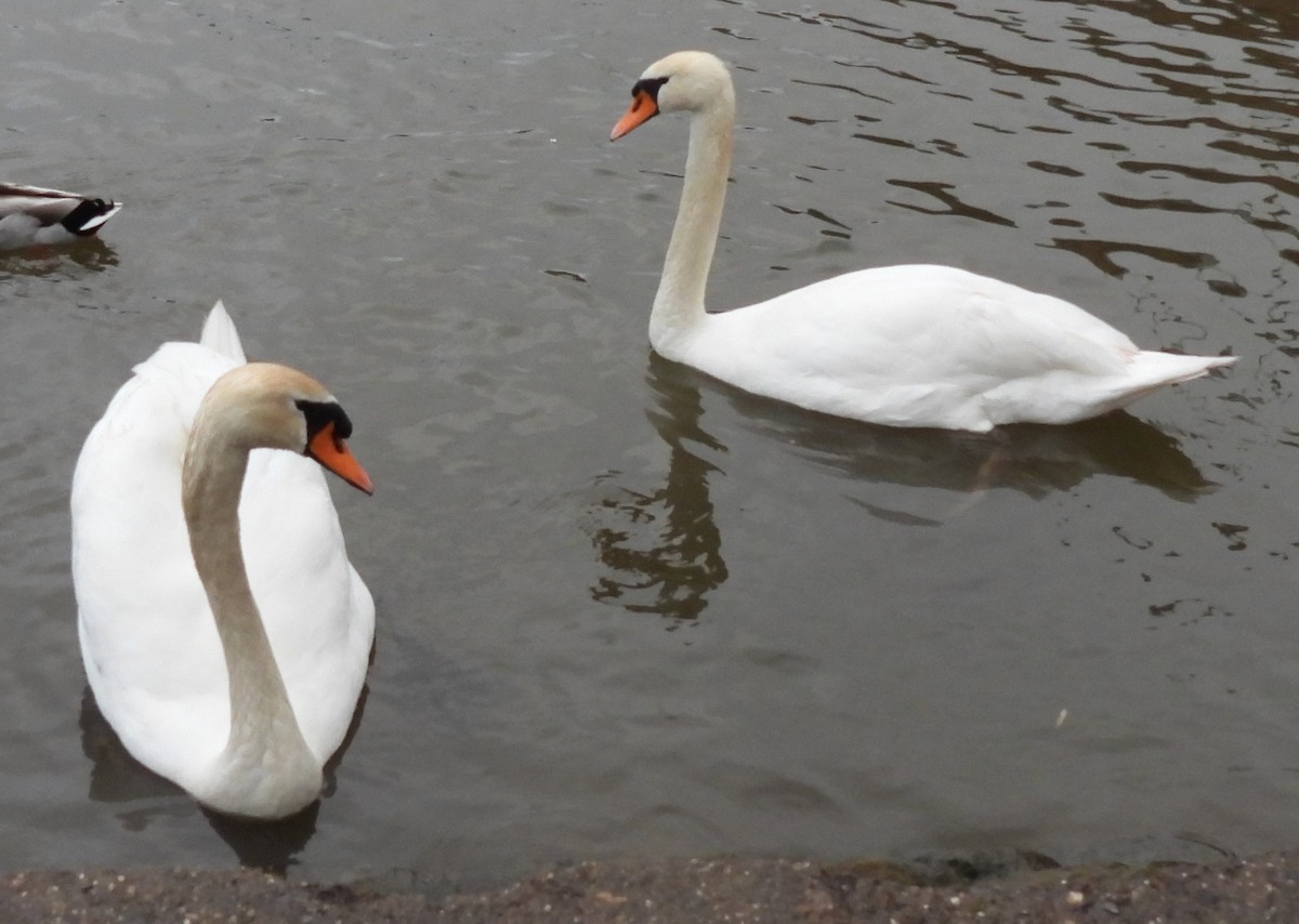 Mute Swan - ML619220091