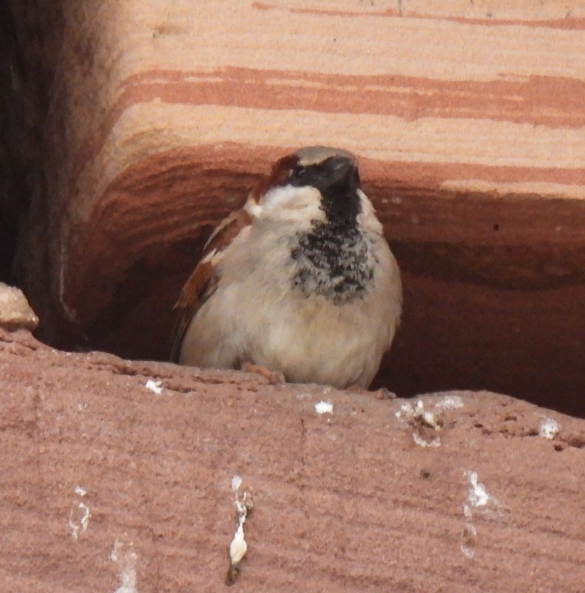 House Sparrow - Susanne Meidel