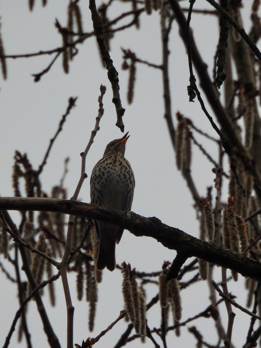 Song Thrush - Viktoria Eginova