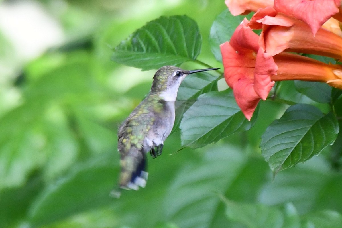 Black-chinned Hummingbird - Carmen Ricer