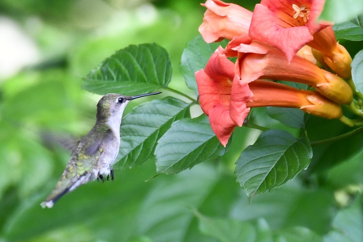 Black-chinned Hummingbird - Carmen Ricer