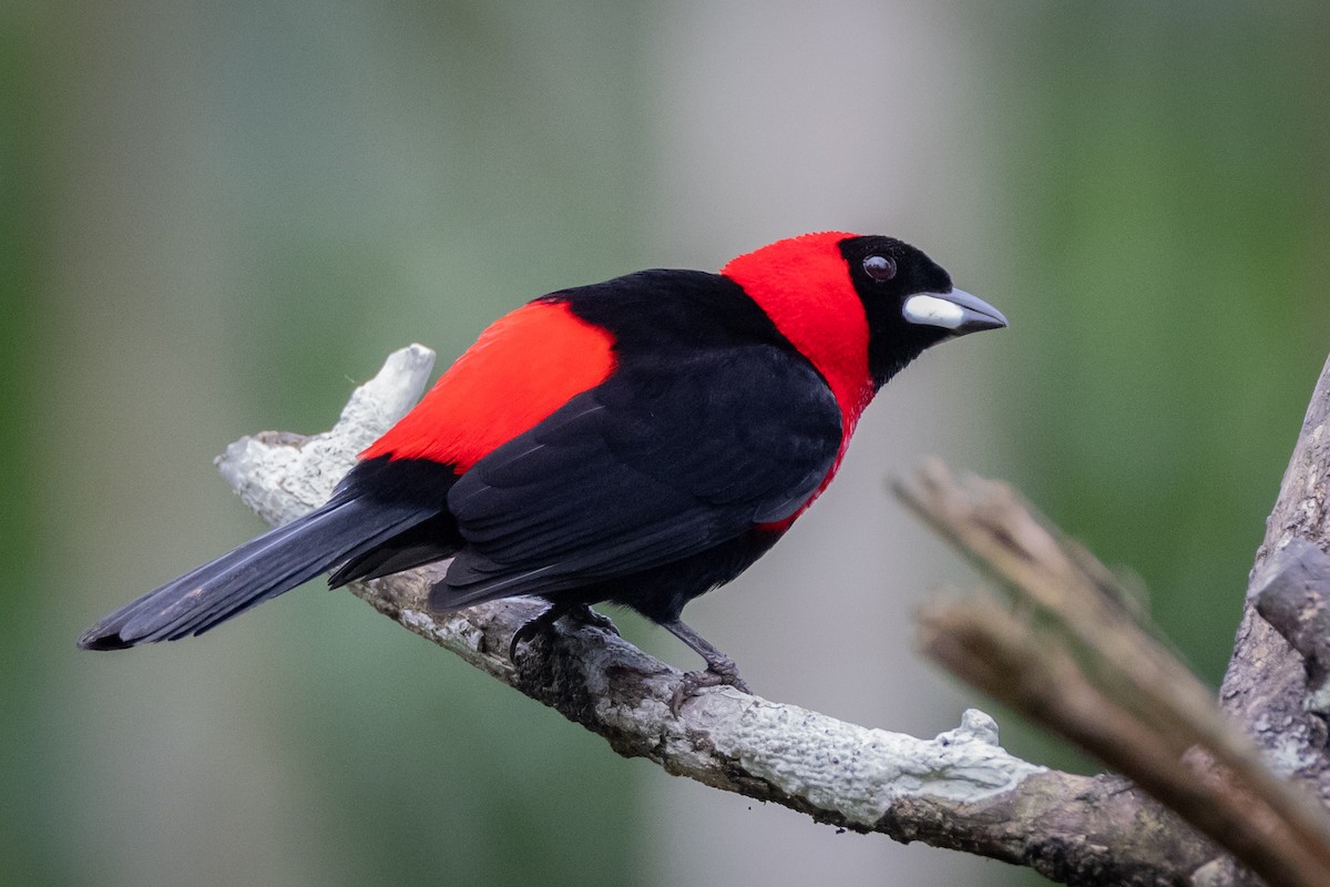 Masked Crimson Tanager - Susan Brickner-Wren