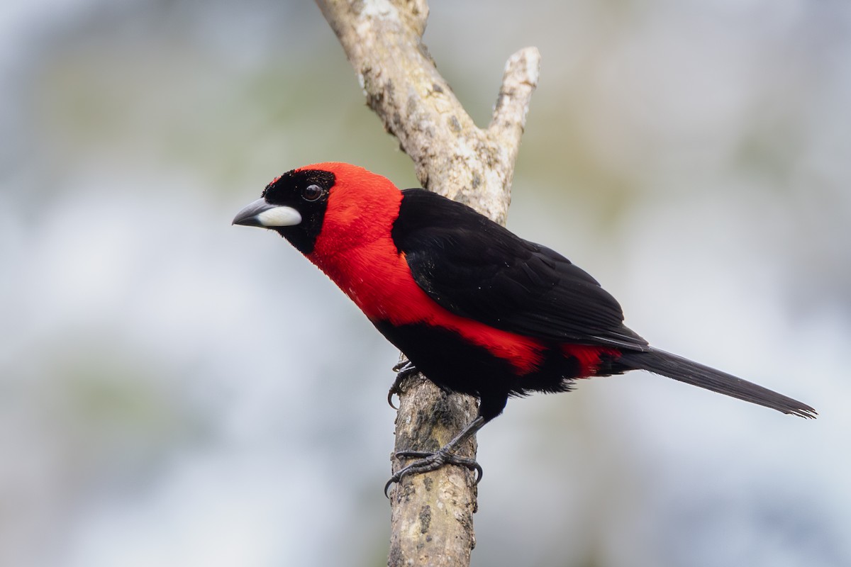 Masked Crimson Tanager - Susan Brickner-Wren