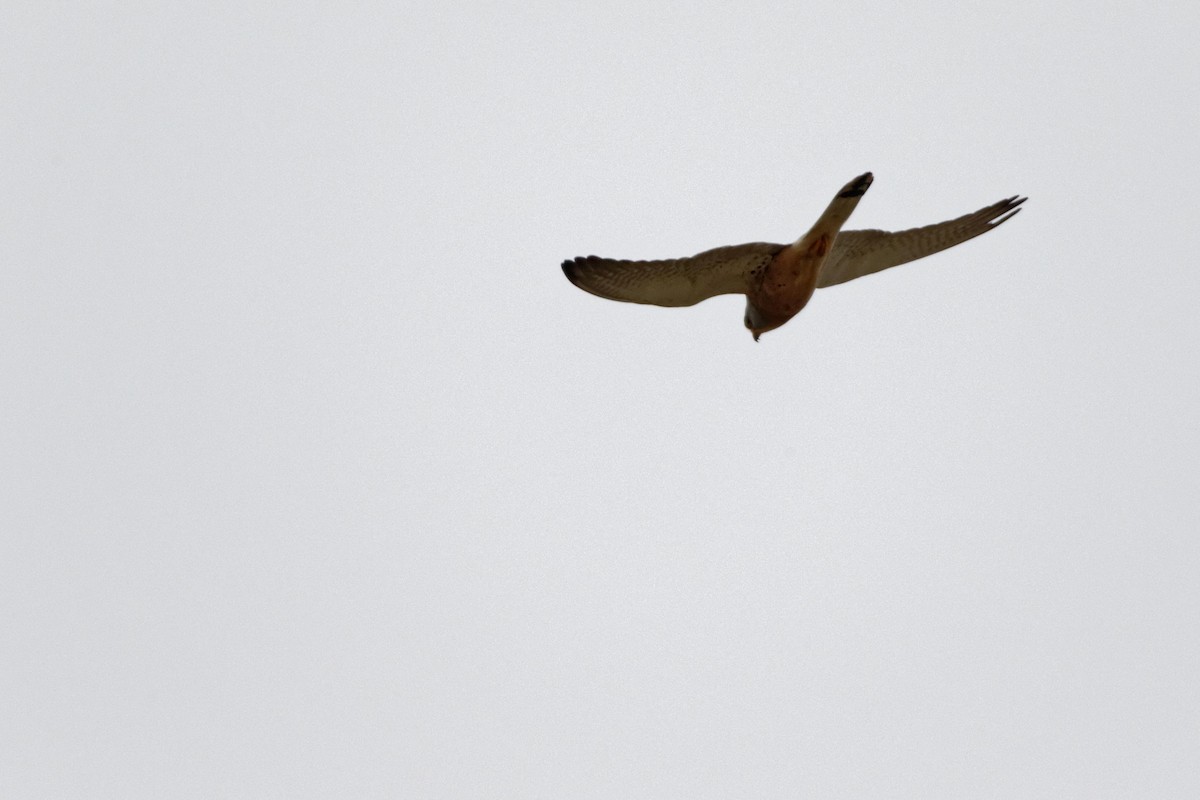 Lesser Kestrel - Anonymous