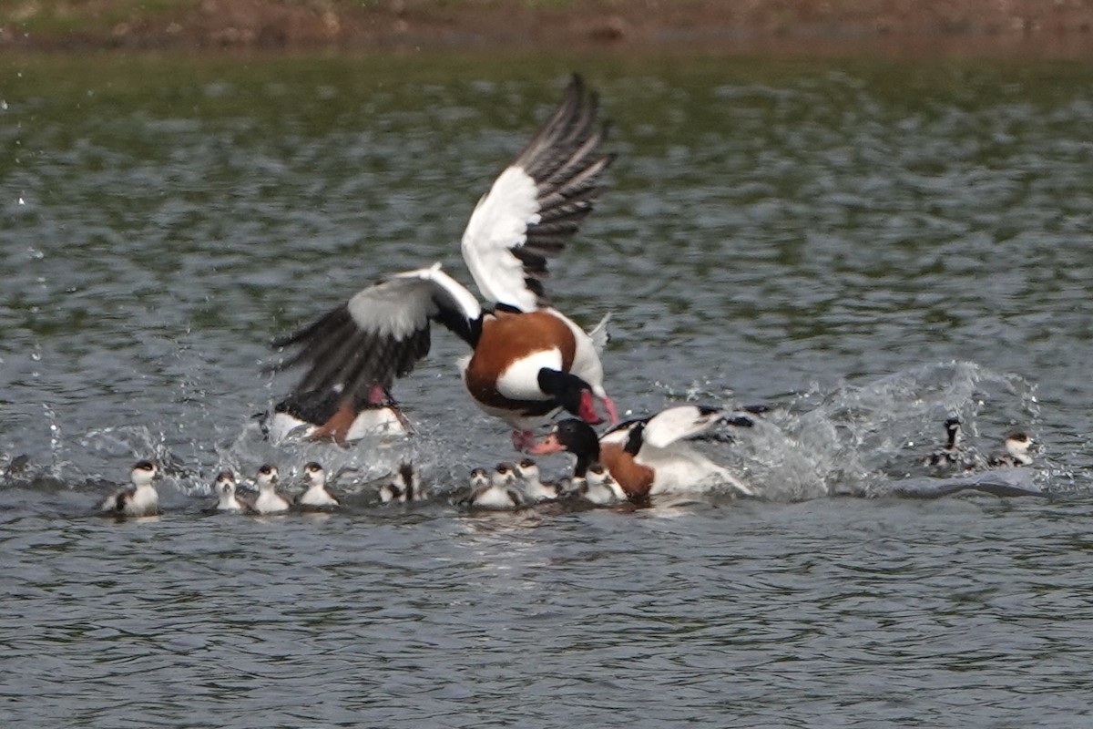 Common Shelduck - David Oulsnam