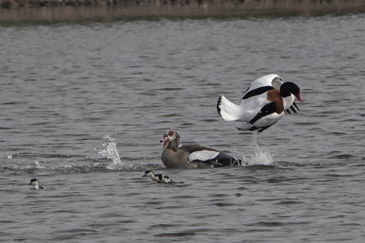 Common Shelduck - David Oulsnam