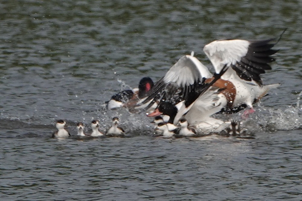 Common Shelduck - David Oulsnam