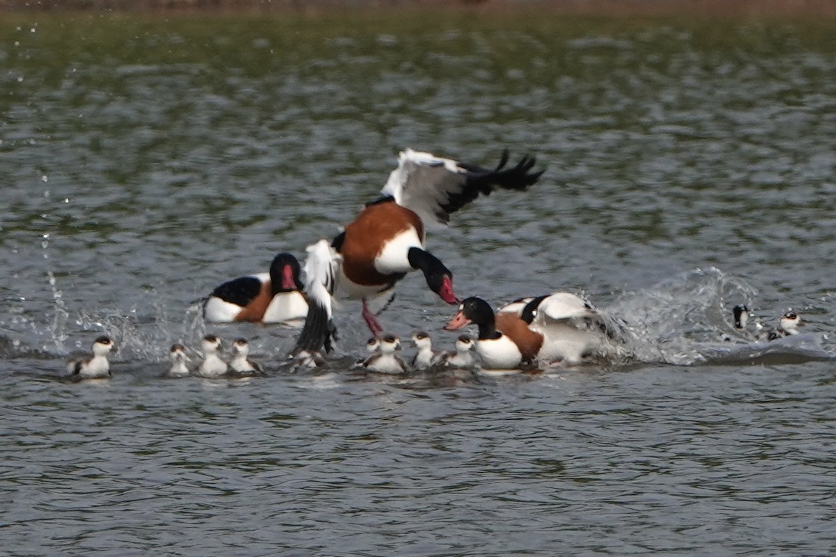 Common Shelduck - David Oulsnam