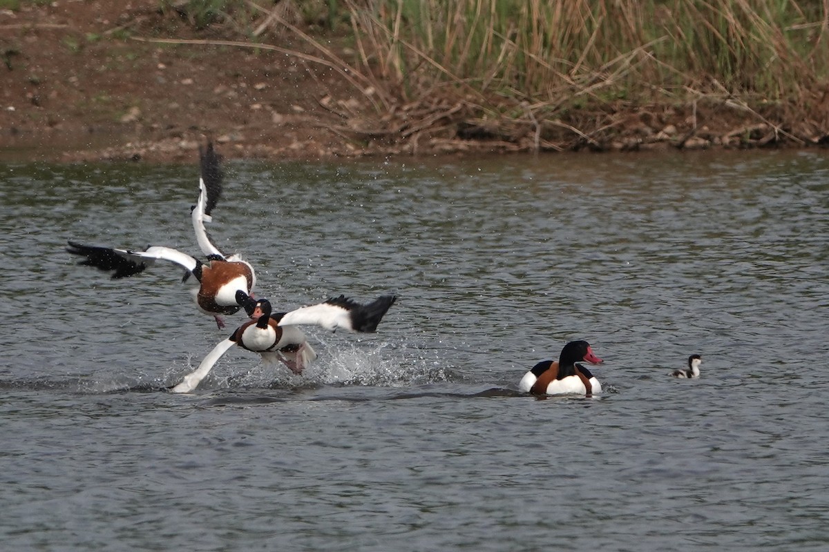 Common Shelduck - David Oulsnam