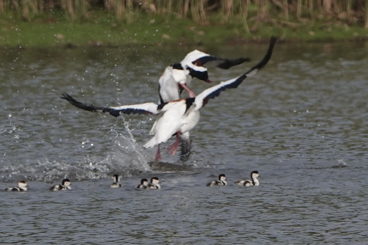 Common Shelduck - David Oulsnam