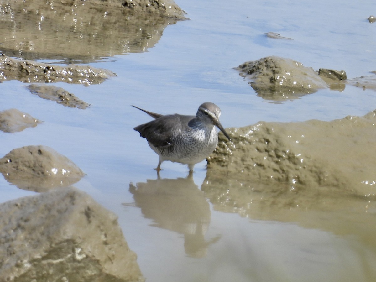 Gray-tailed Tattler - Stan Arnold