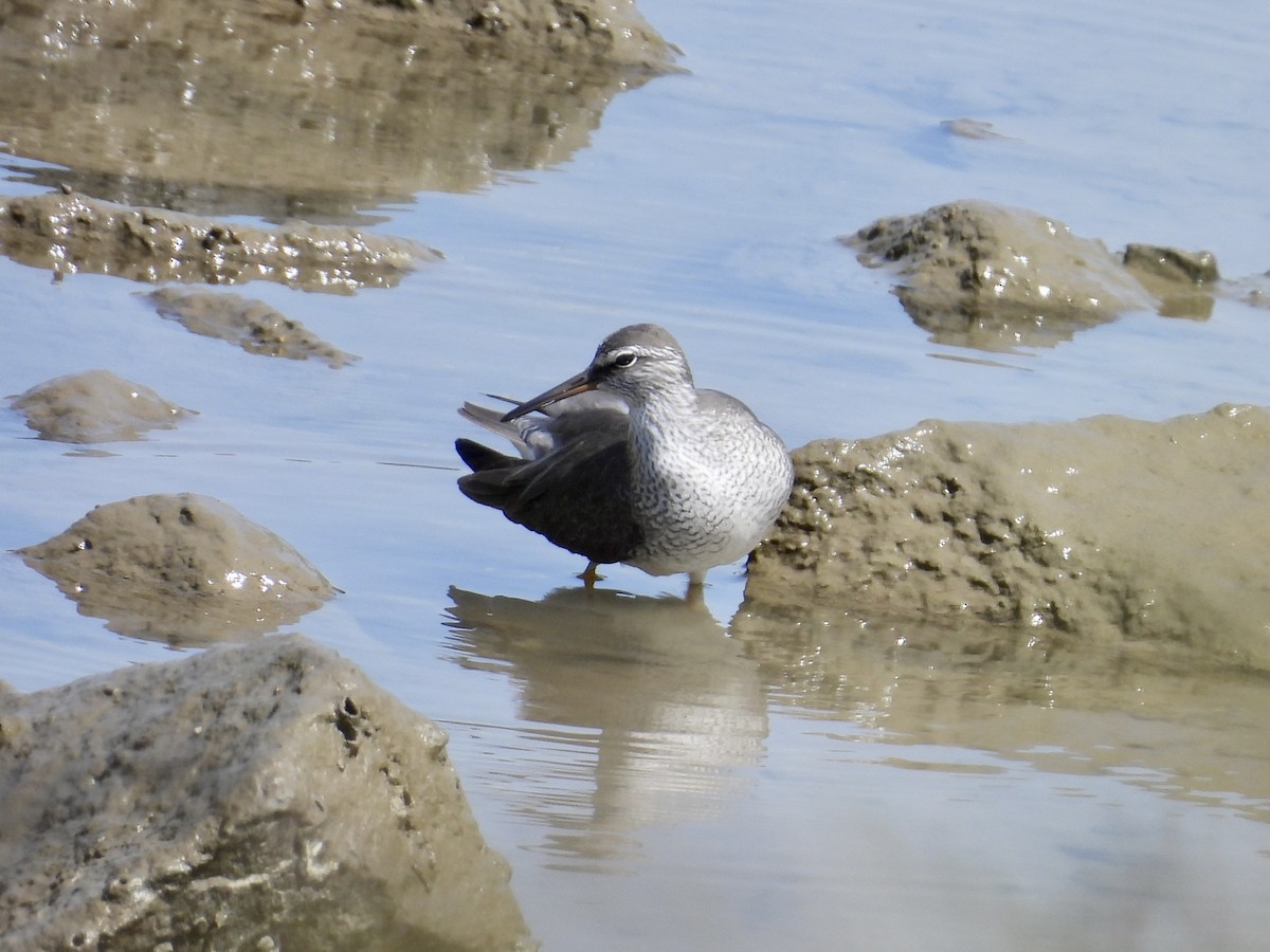 Gray-tailed Tattler - Stan Arnold