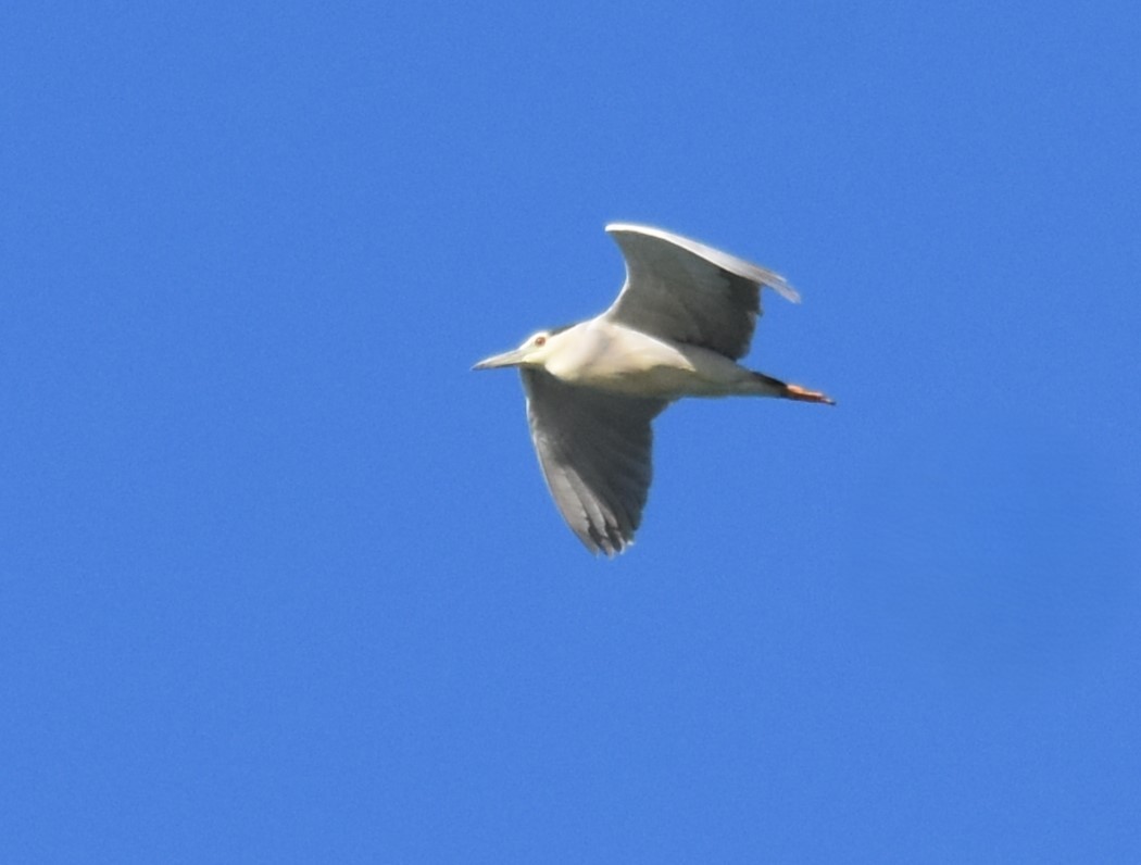 Black-crowned Night Heron - Miguel Ángel Mora Quintana