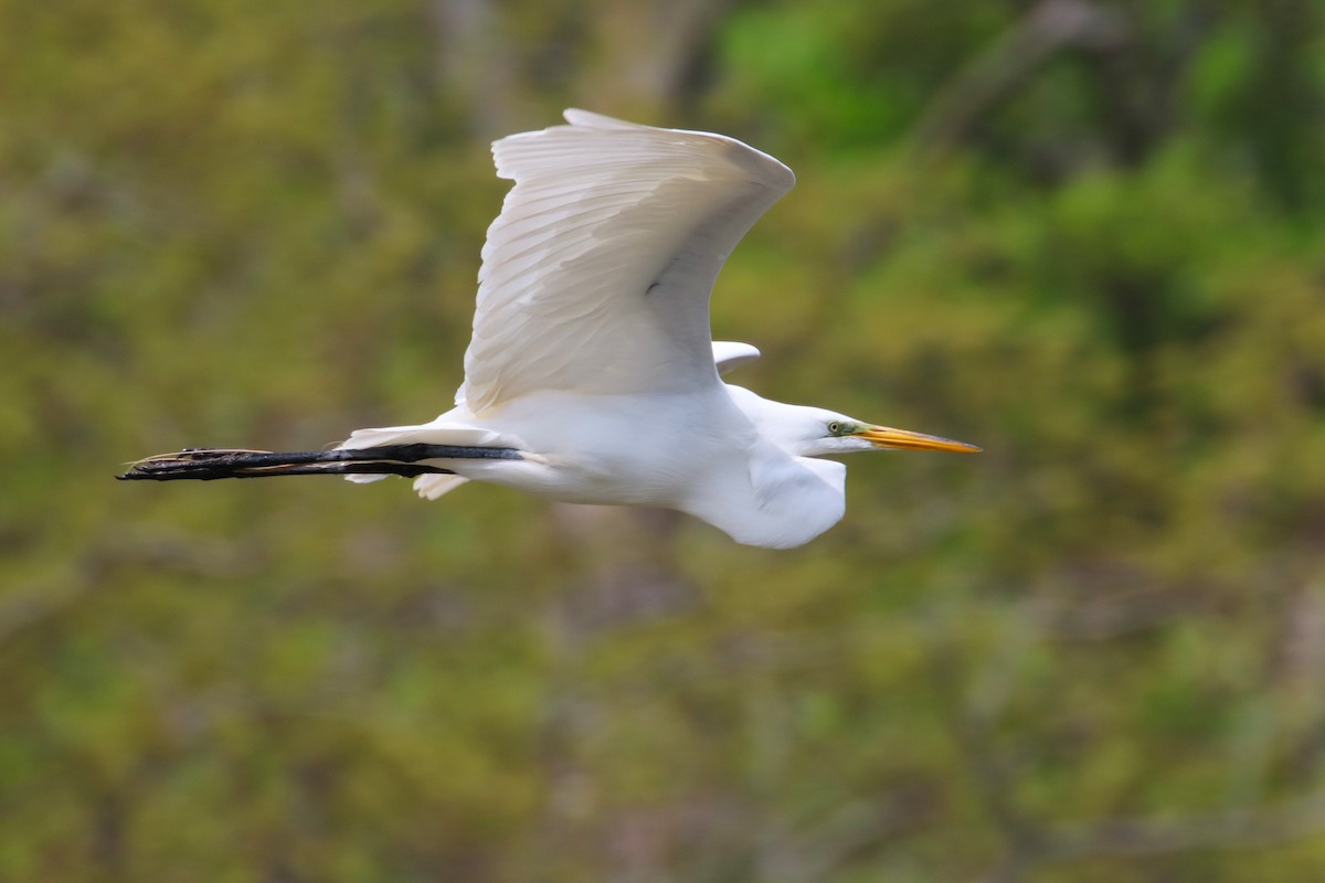 Great Egret - Joli Reising