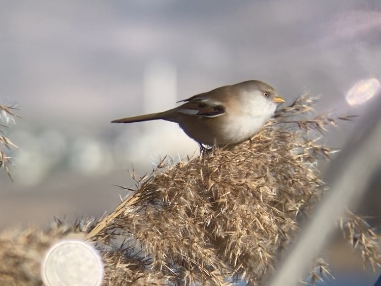 Bearded Reedling - ML619220177