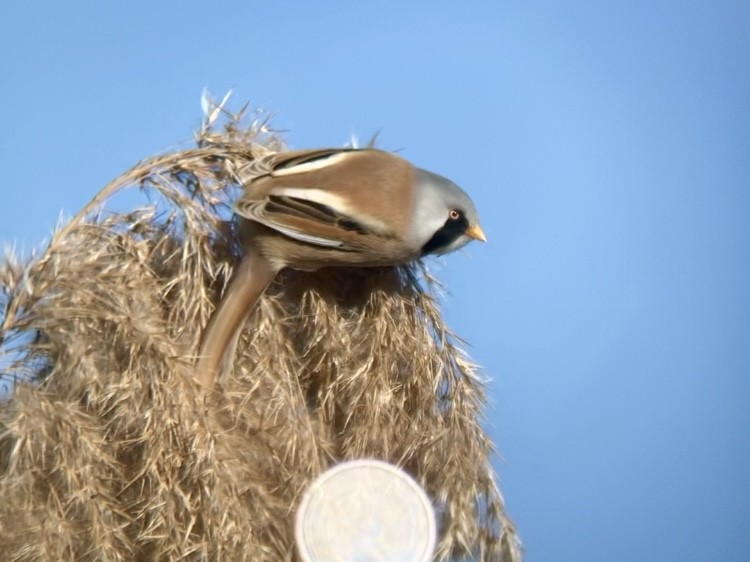 Bearded Reedling - ML619220178