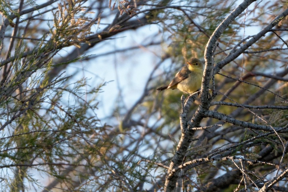 Melodious Warbler - Anonymous