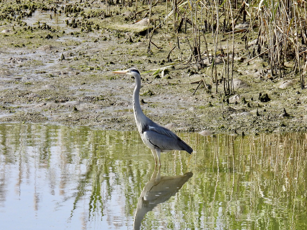 Gray Heron - Stan Arnold