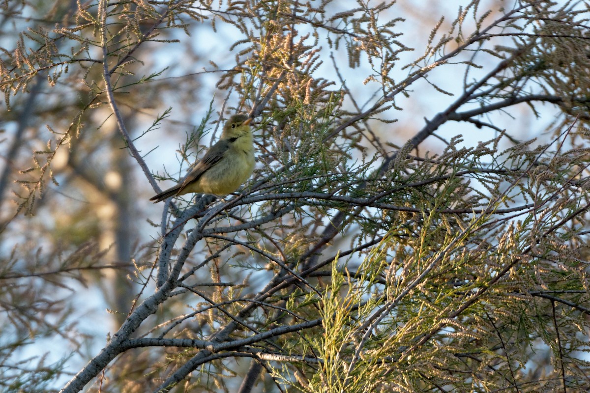 Melodious Warbler - Anonymous