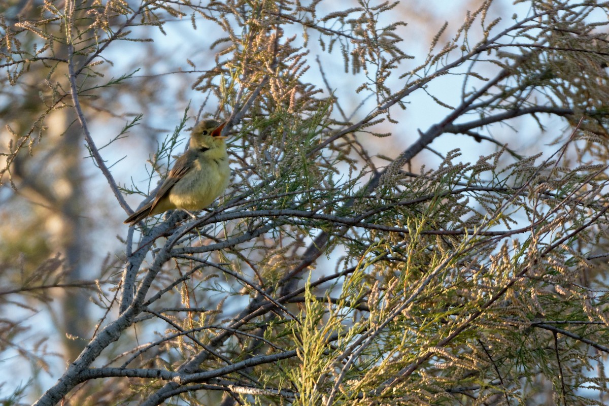 Melodious Warbler - Christophe PASQUIER