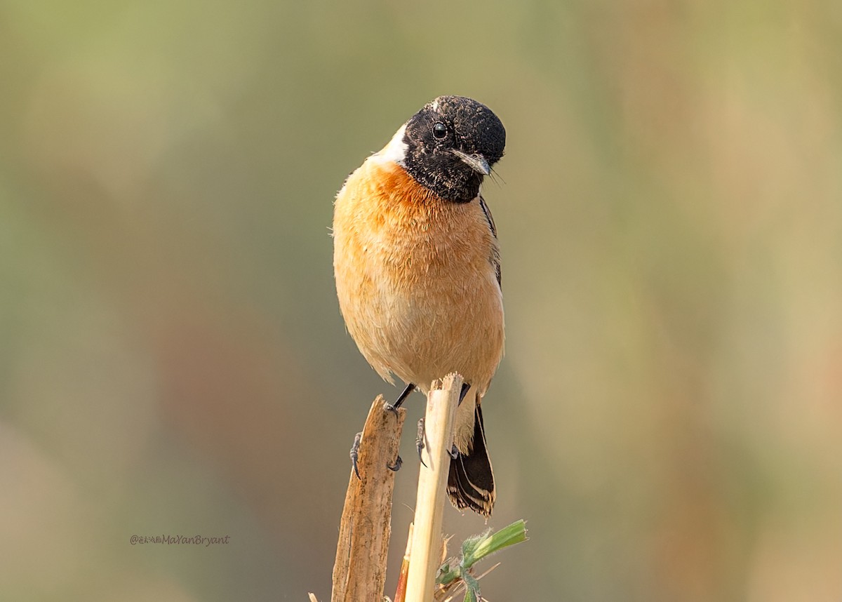 Siberian Stonechat - Ma Yan Bryant