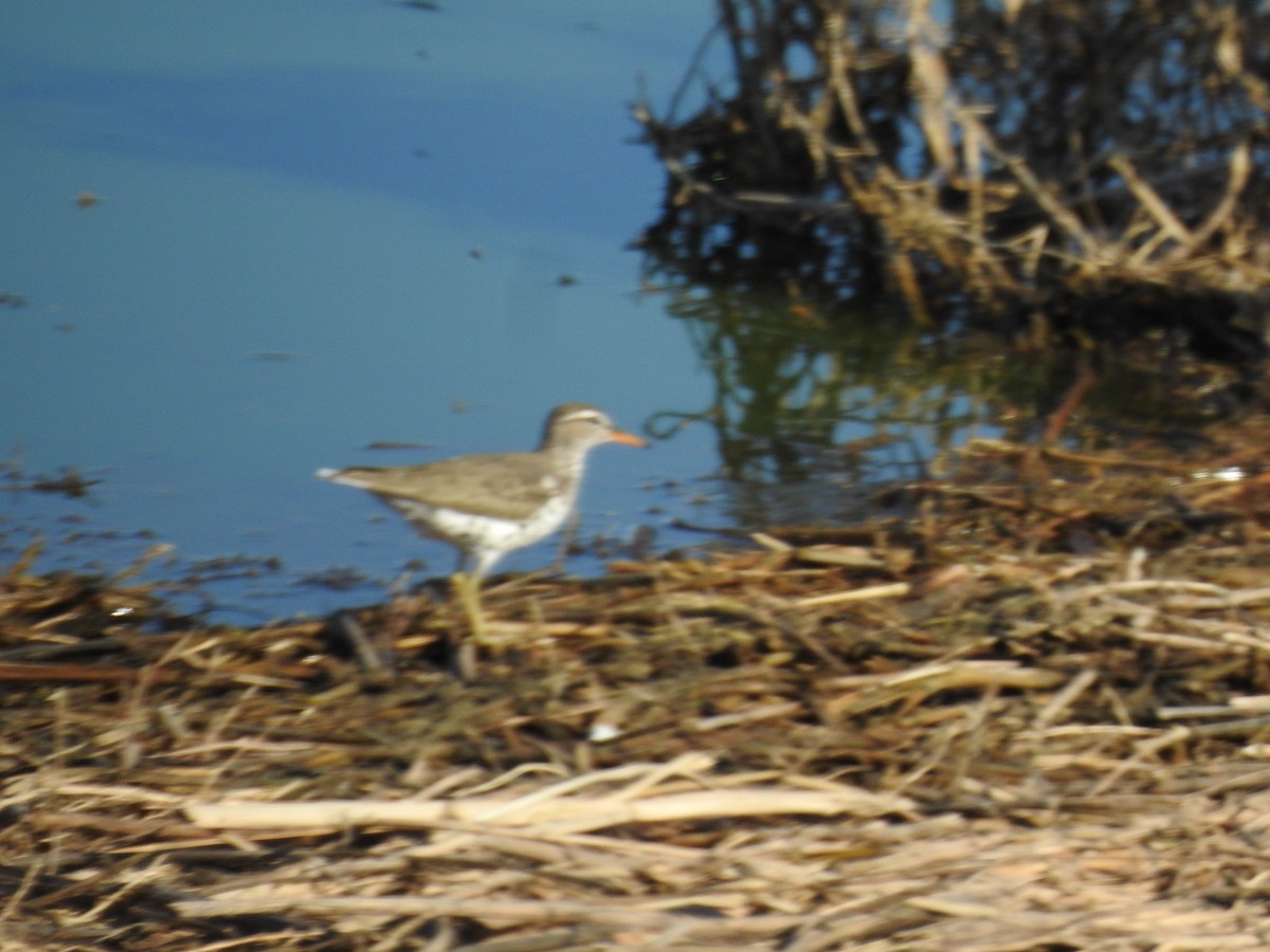 Spotted Sandpiper - John  Kiseda