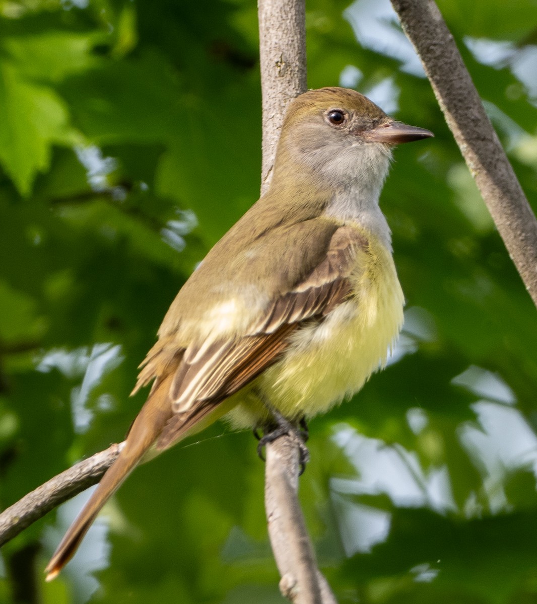 Great Crested Flycatcher - ML619220201