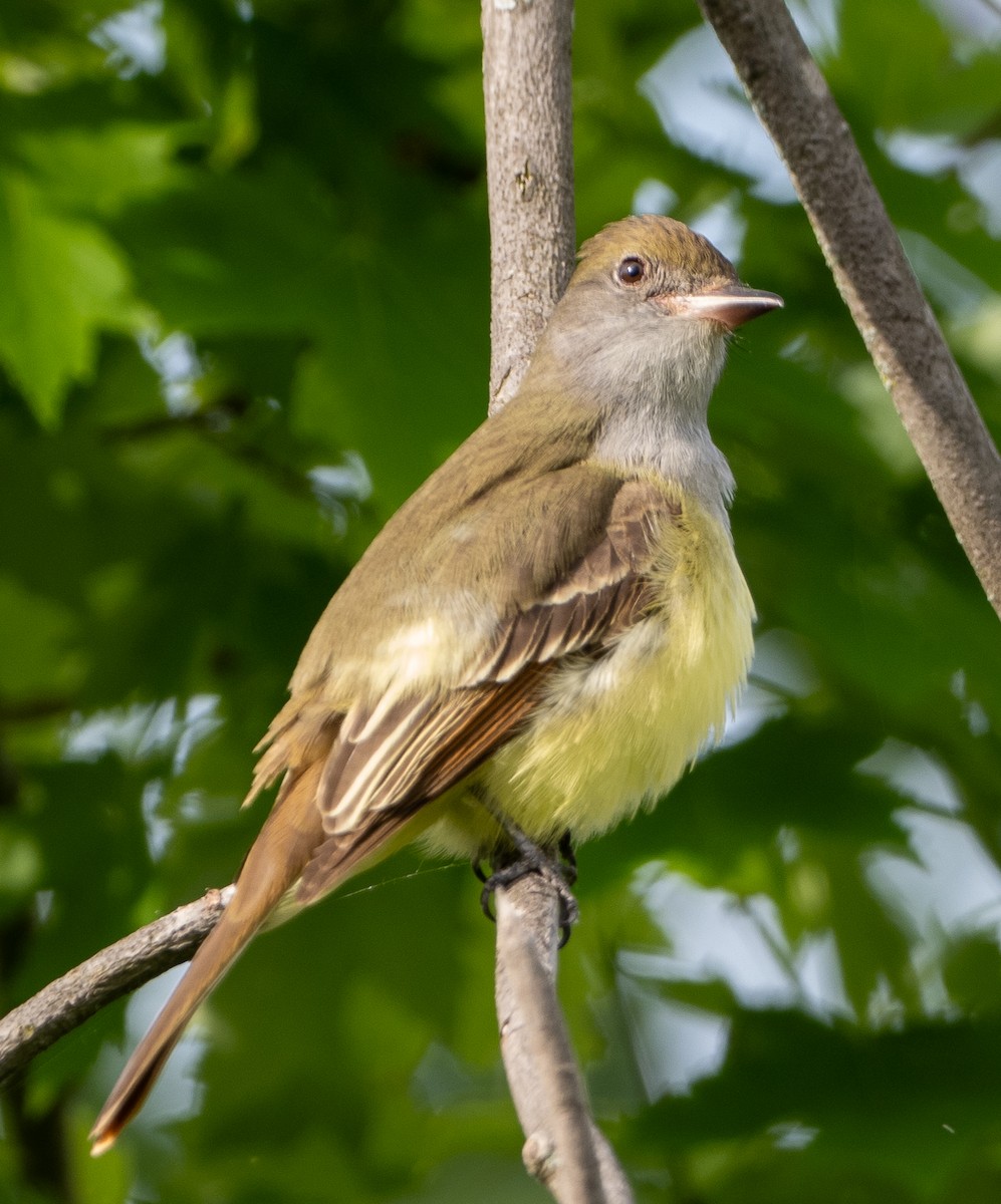 Great Crested Flycatcher - ML619220208