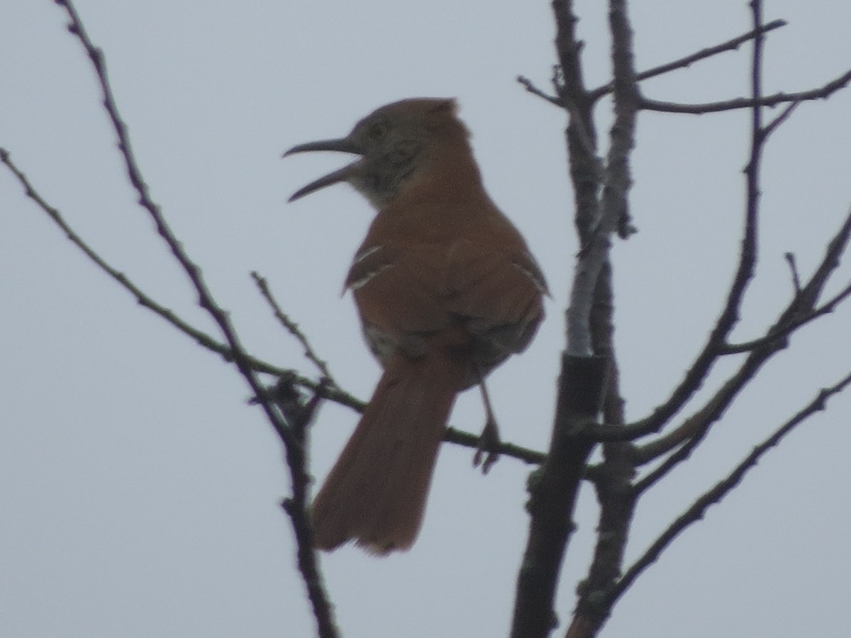 Brown Thrasher - Melanie Mitchell