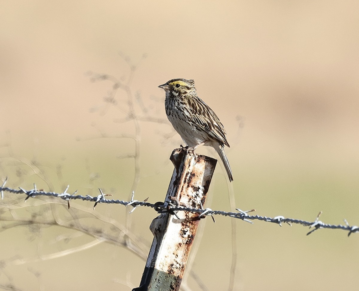 Savannah Sparrow - Albert Linkowski