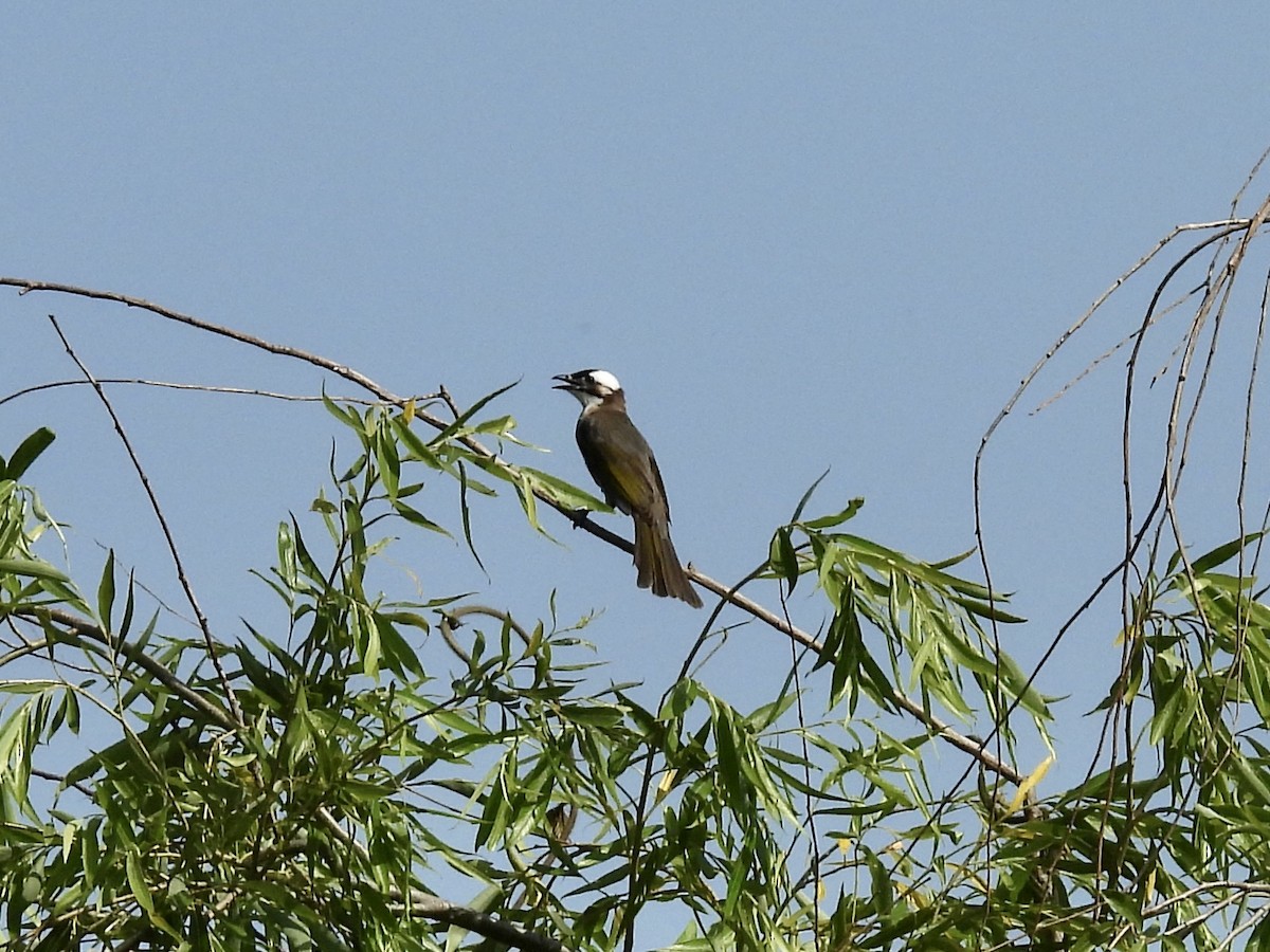 Light-vented Bulbul - Stan Arnold