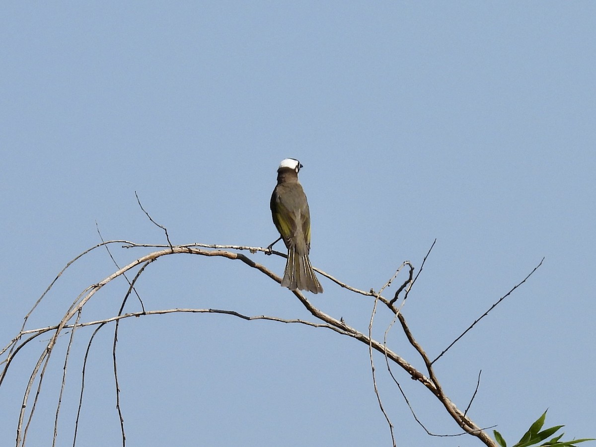 Light-vented Bulbul - Stan Arnold