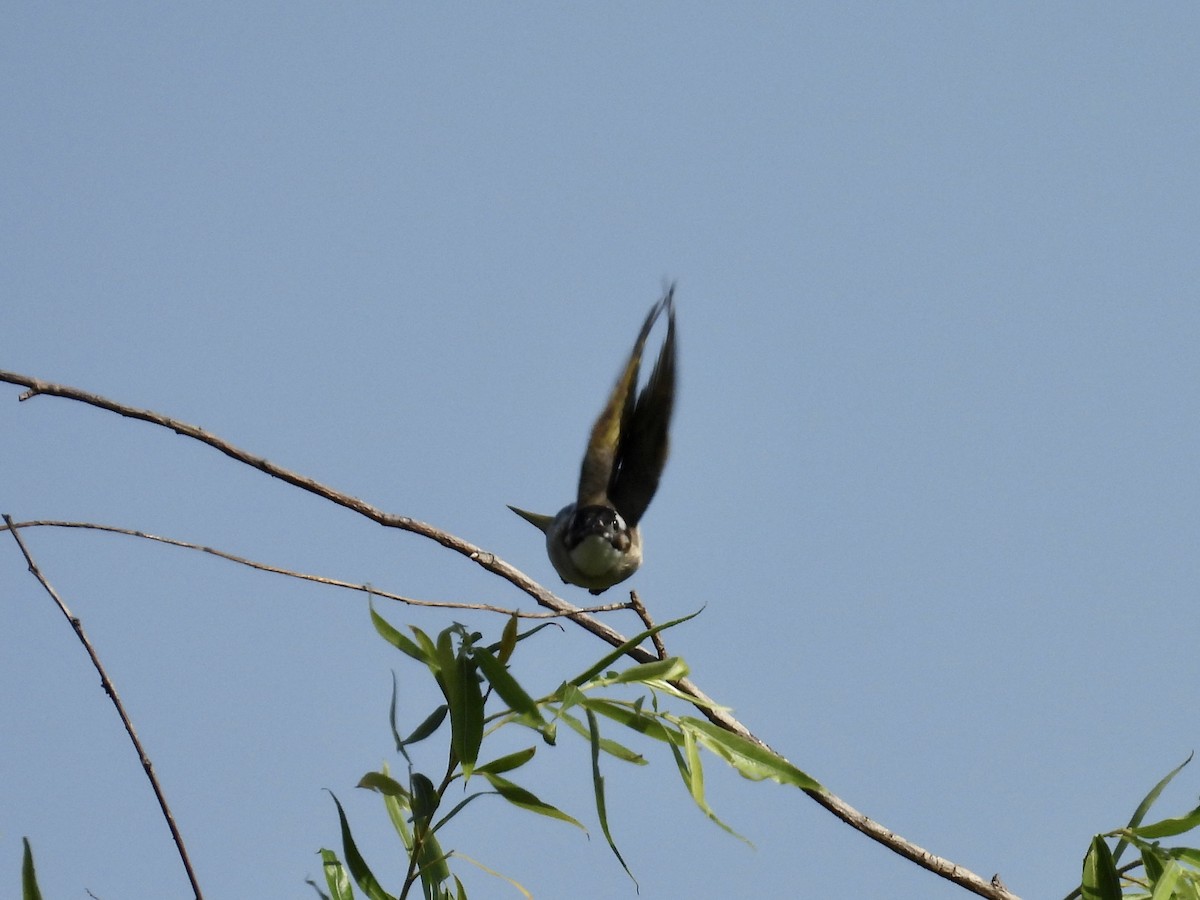 Light-vented Bulbul - Stan Arnold