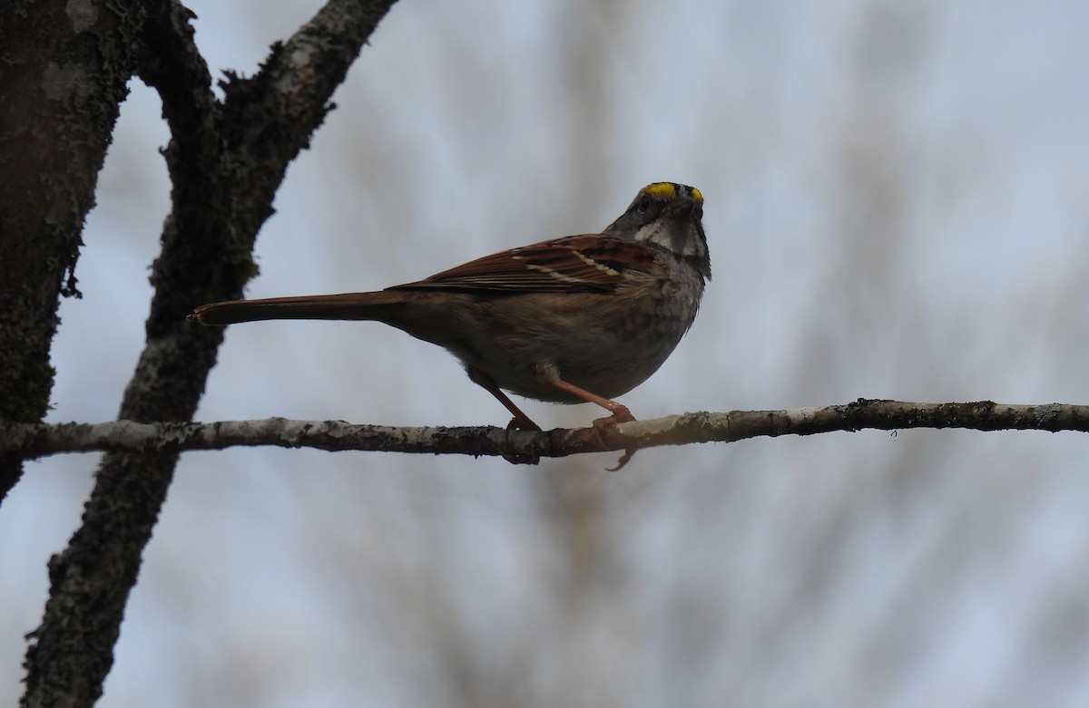 White-throated Sparrow - ML619220231