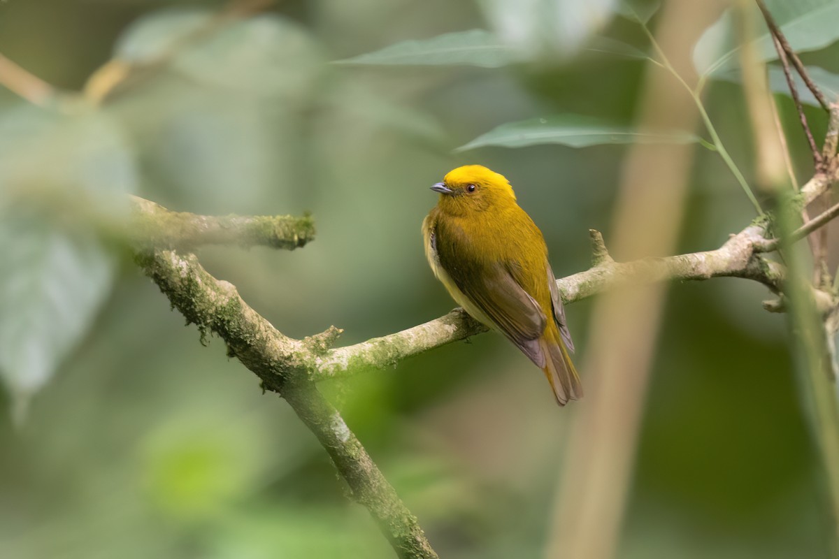 Yellow-headed Manakin - Chris Venetz | Ornis Birding Expeditions