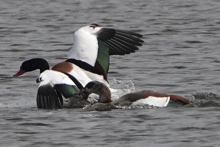 Egyptian Goose - David Oulsnam