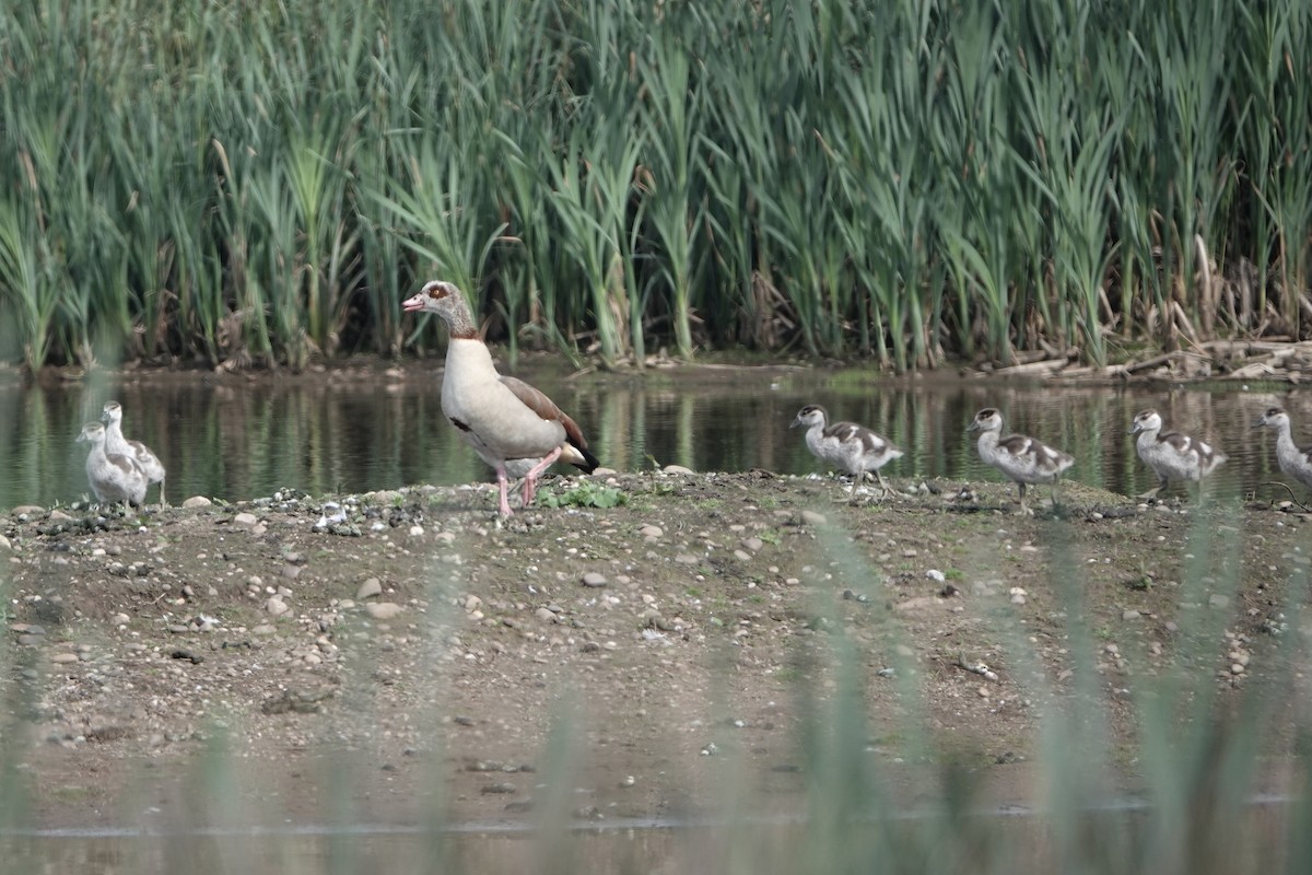 Egyptian Goose - David Oulsnam