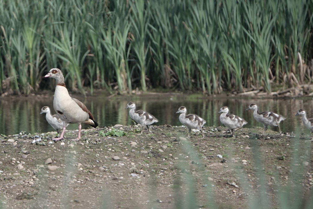 Egyptian Goose - David Oulsnam